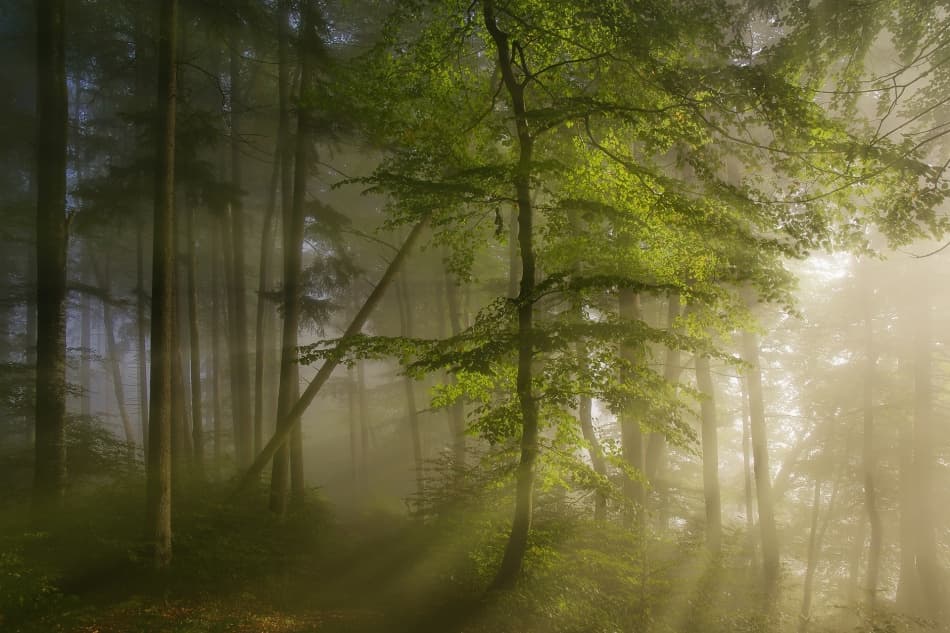 Misty Forest Light by Norbert Maier — canvas wall art