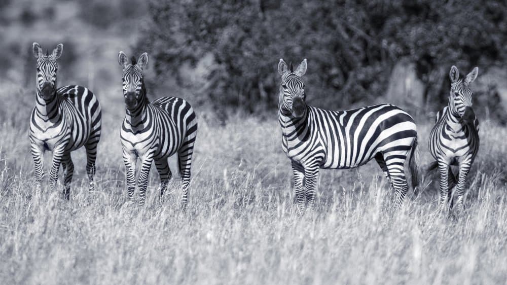 Wild Zebra Herd by David Manusevich — canvas wall art