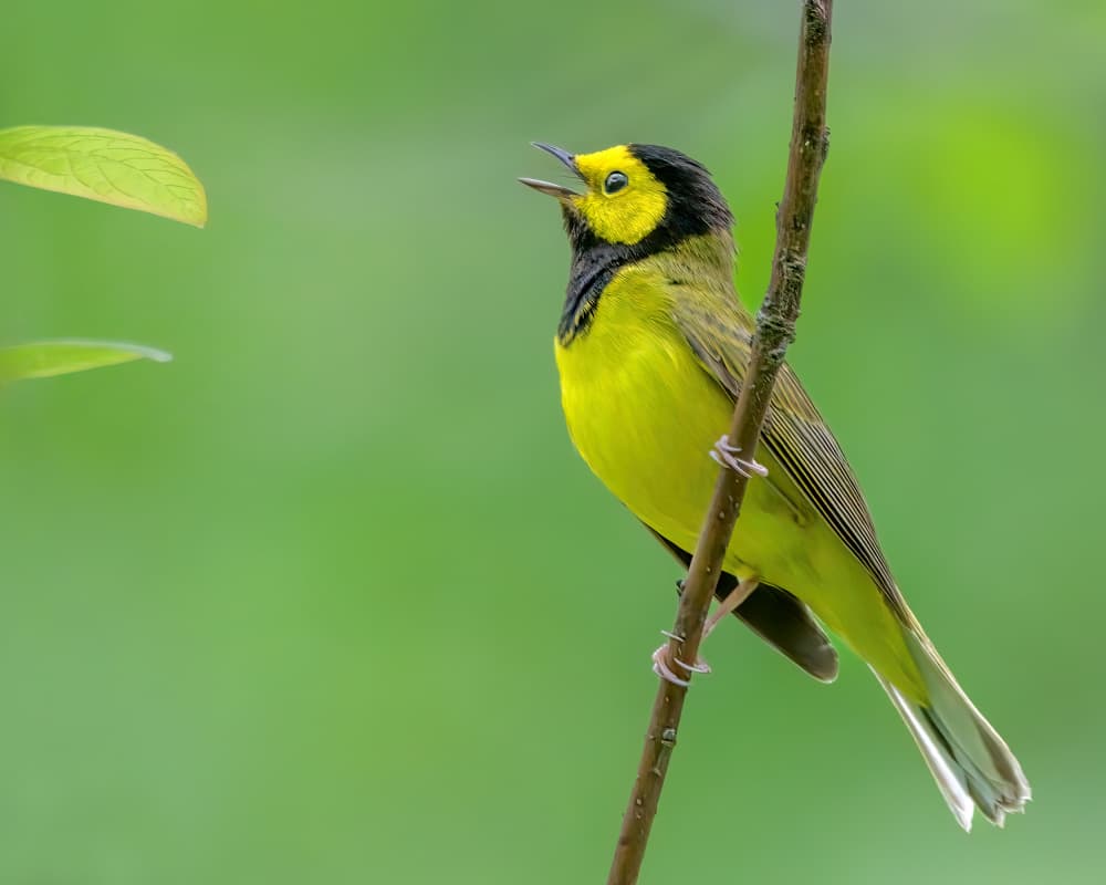 Vibrant Hooded Warbler Singing by Jacob (Jian) Xu — canvas wall art