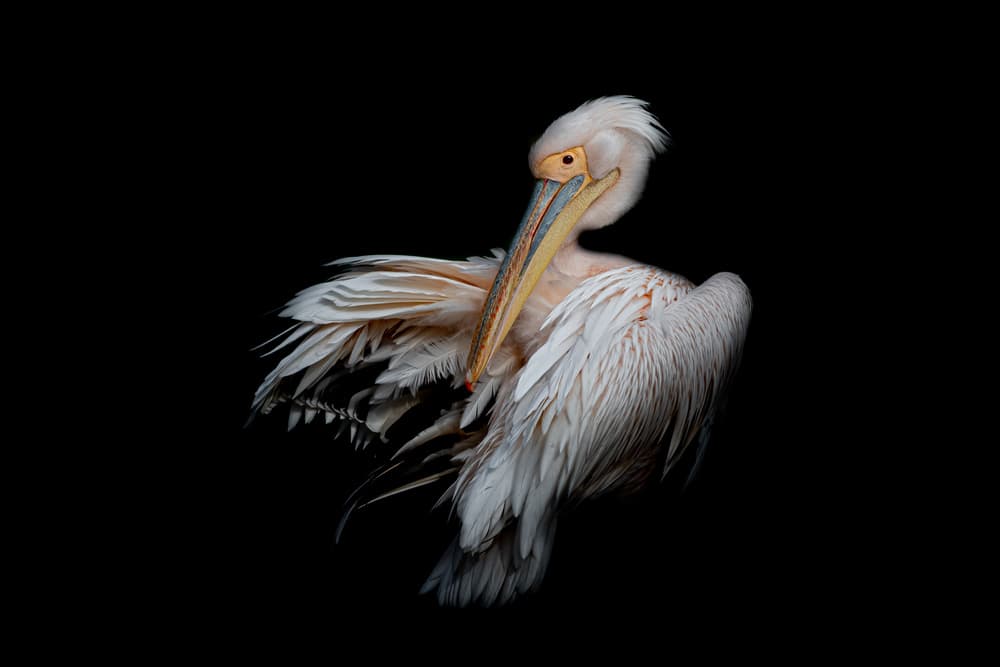 Majestic White Pelican by Natalia Rublina — canvas wall art