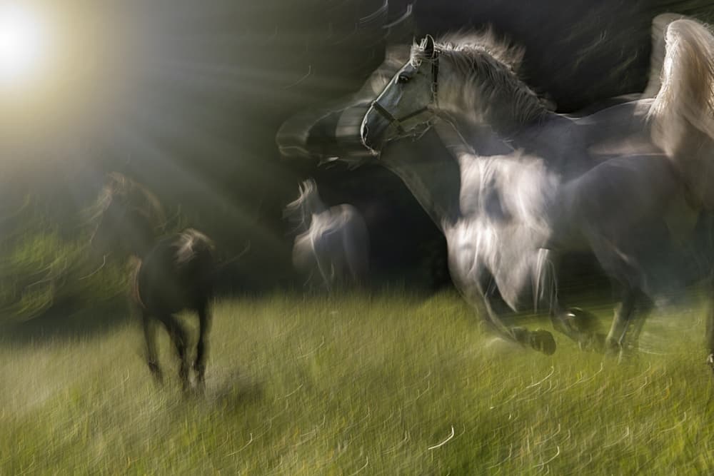 Sunlit Galloping Horses by Milan Malovrh — canvas wall art