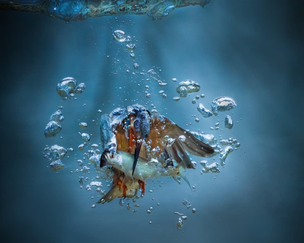 Kingfisher Underwater Hunt by Petar Sabol — canvas wall art