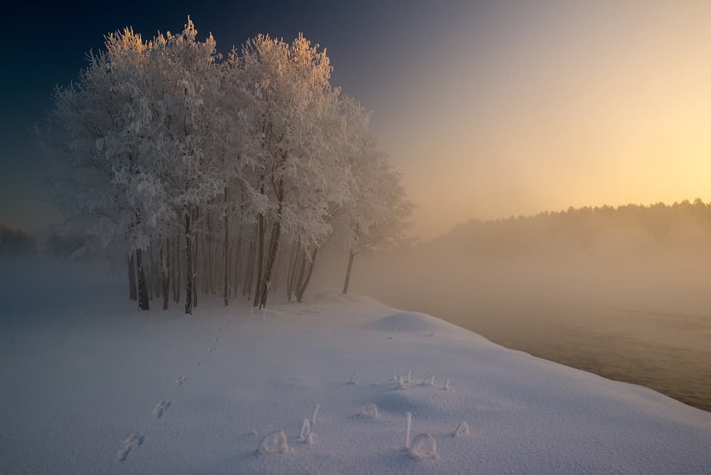 Frosted Trees Golden Fog by Krzysztof Mierzejewski — canvas wall art