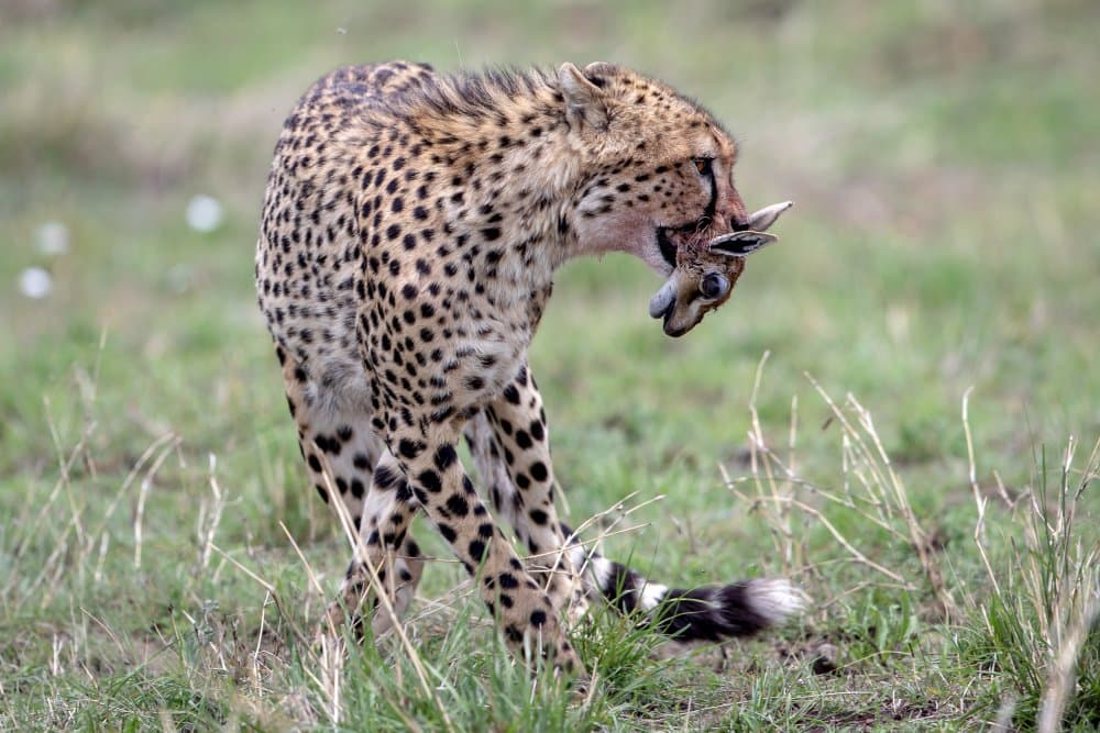 Cheetah Hunting Prey by Alessandro Catta — canvas wall art