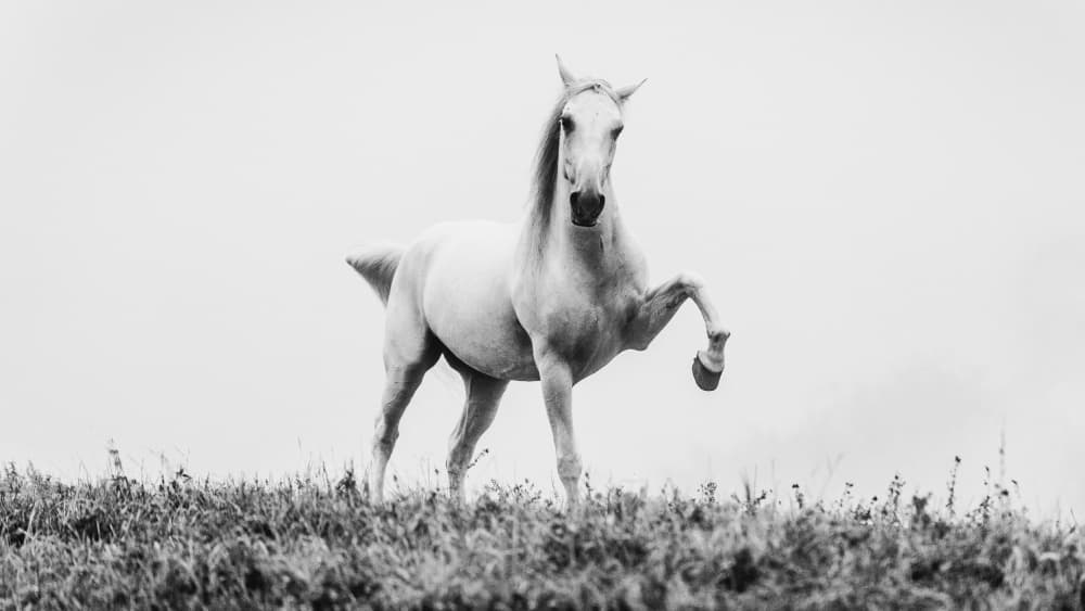 Majestic White Horse by Cembrzynski Ignacy — canvas wall art