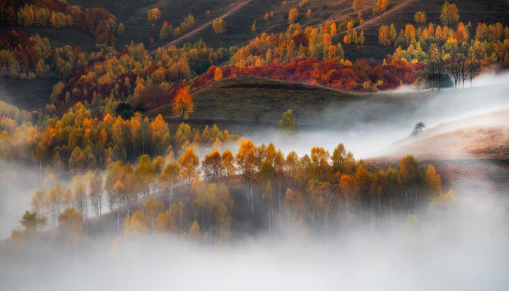 Golden Autumn Mist by Stefan Hogea — canvas wall art