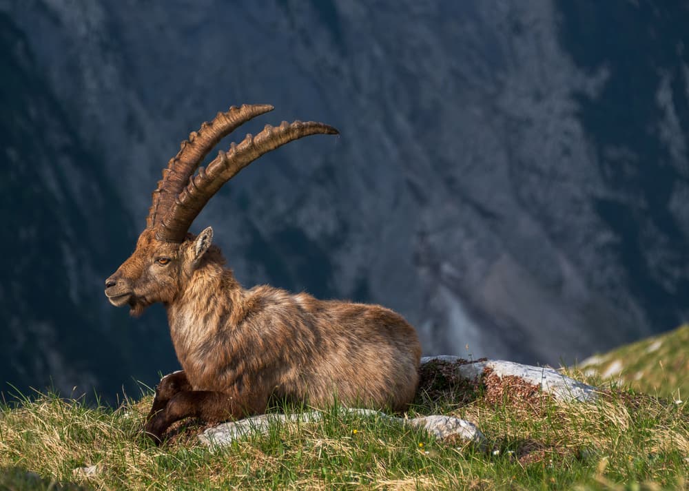Majestic Alpine Ibex by Ales Krivec — canvas wall art