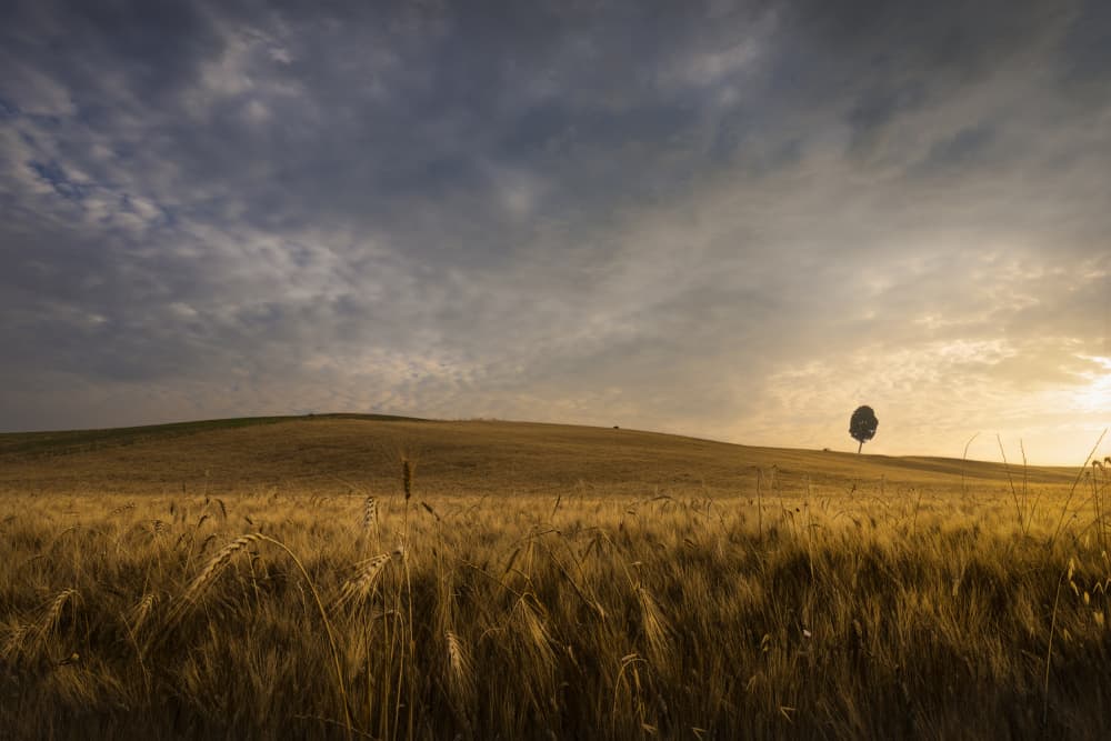 Golden Wheat Field Sunset by Andrea Lorenzetti — canvas wall art