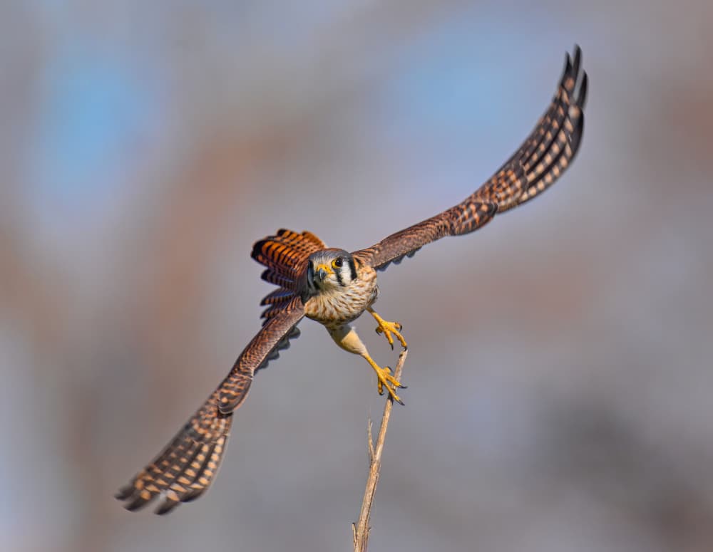 American Kestrel Landing by Mike He — canvas wall art