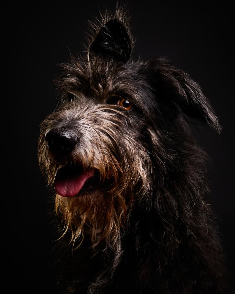 Expressive Shaggy Dog by Javier del Puerto Photography — canvas wall art