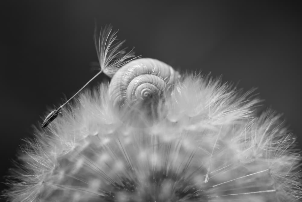 Delicate Snail Dandelion by Shihya Kowatari — canvas wall art
