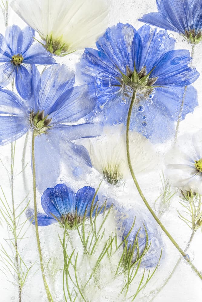 Cosmos blue by Mandy Disher — canvas wall art