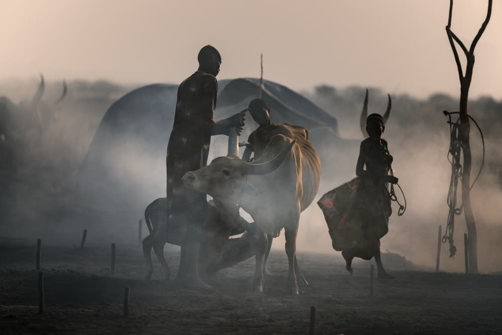 African Cattle Morning by Trevor Cole — canvas wall art