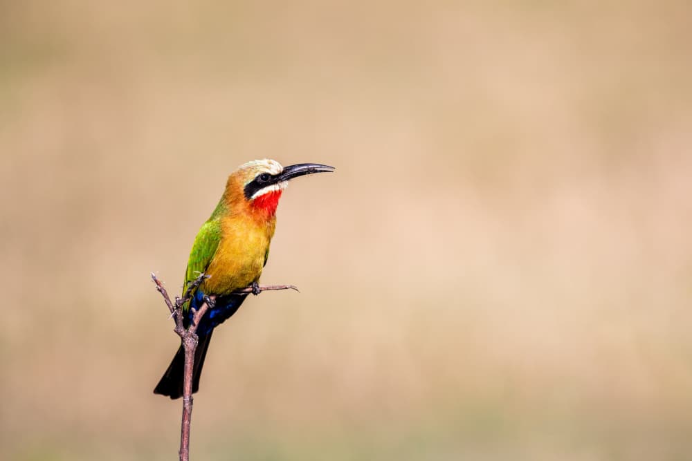 Vibrant African Bee-eater by Massimo Felici — canvas wall art