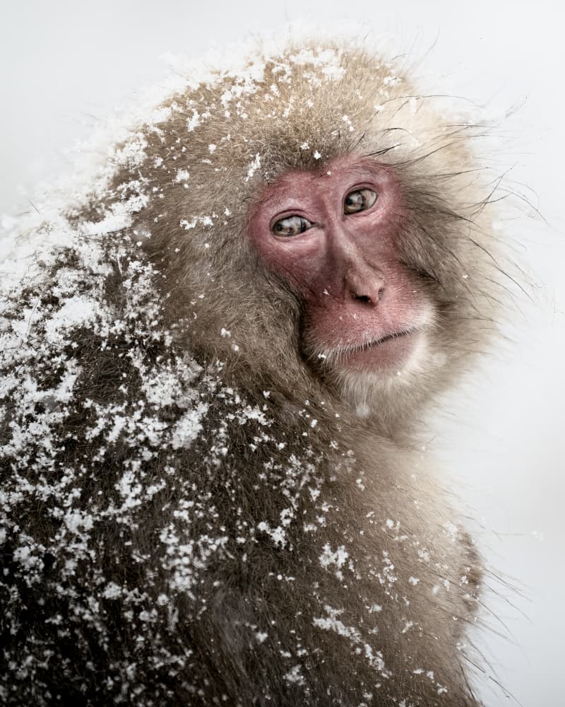 Thoughtful Snow Monkey by Chao Feng 天馬 — canvas wall art