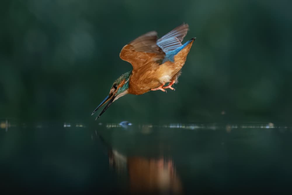 Vibrant Kingfisher Dive by Rob Li — canvas wall art