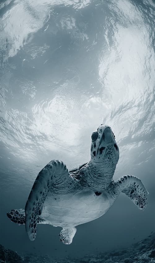 Graceful Sea Turtle Ascending by Andrey Narchuk — canvas wall art
