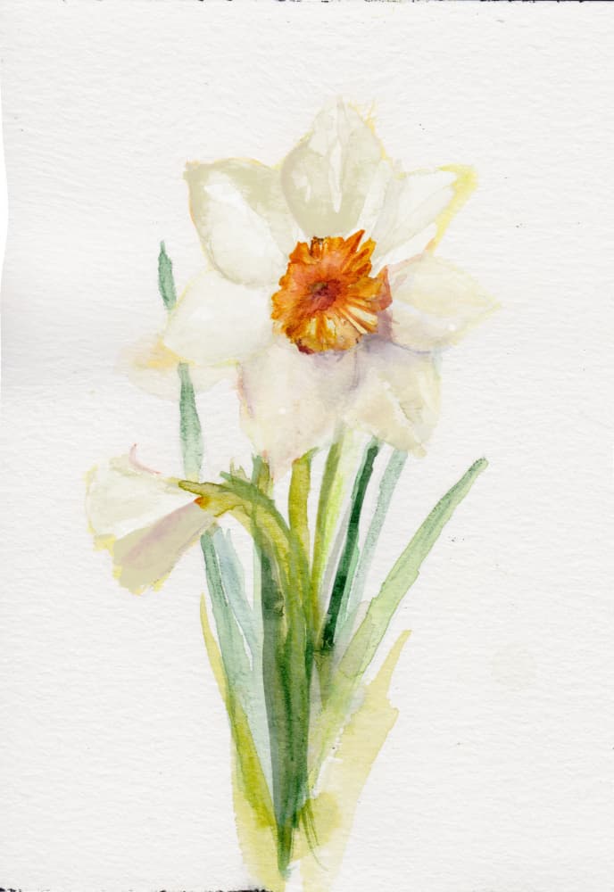 White Daffodil Watercolor by Christine Lindstrom — canvas wall art