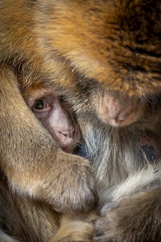 Warm Monkey Embrace by Ulrike Leinemann — canvas wall art
