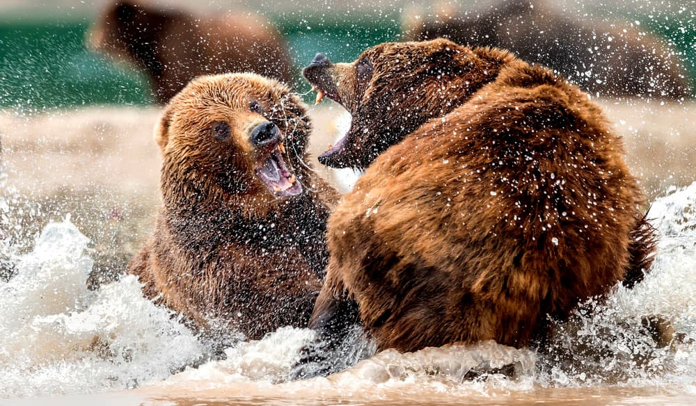 Wild Bear Scuffle by Giuseppe DAmico — canvas wall art