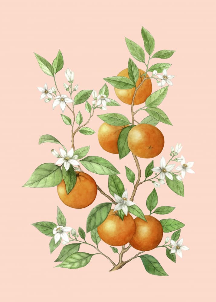 Oranges and Blooms by Maja Kjær — canvas wall art