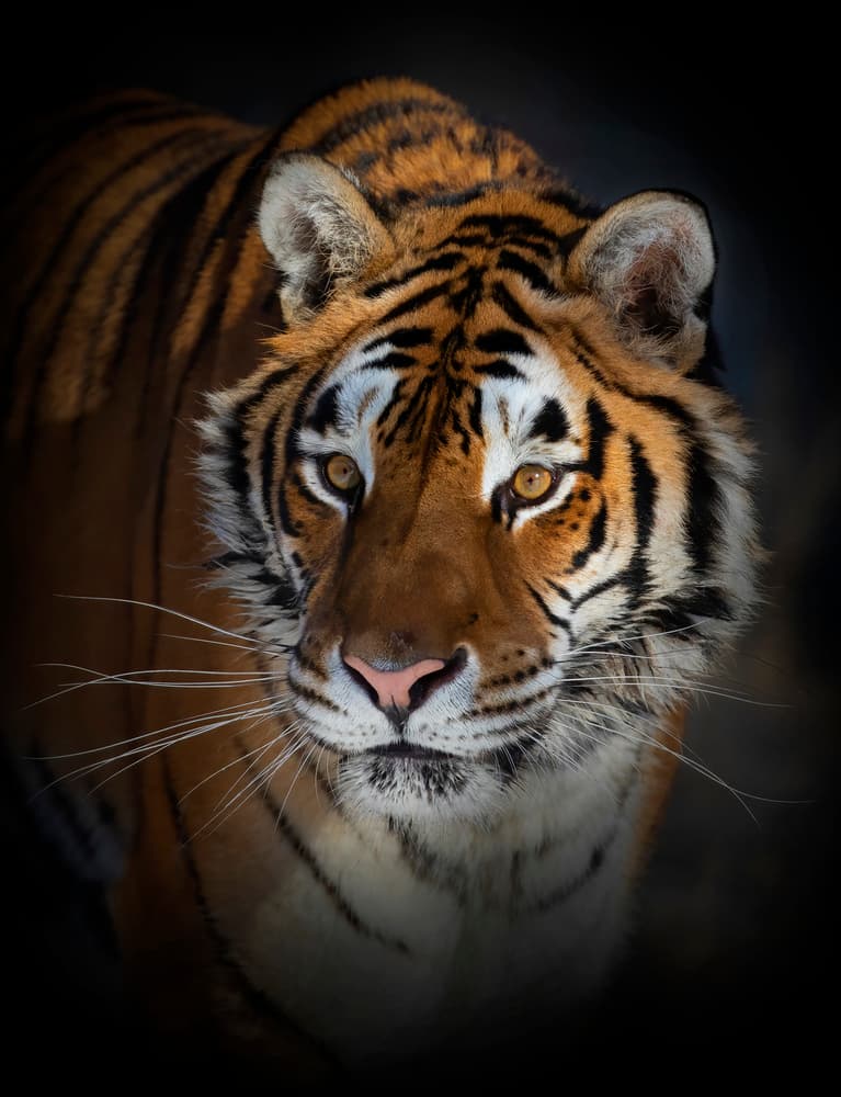 Intense Tiger Gaze by Jim Cumming — canvas wall art