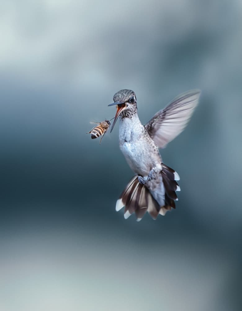Hummingbird Catches Bee by Hannah & Wei — canvas wall art