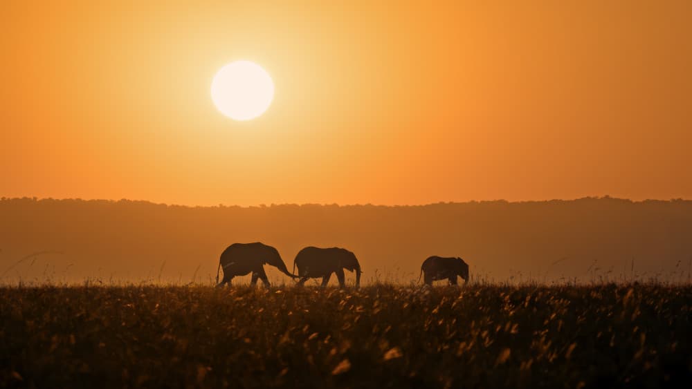 Golden Hour Elephants by John Fan — canvas wall art