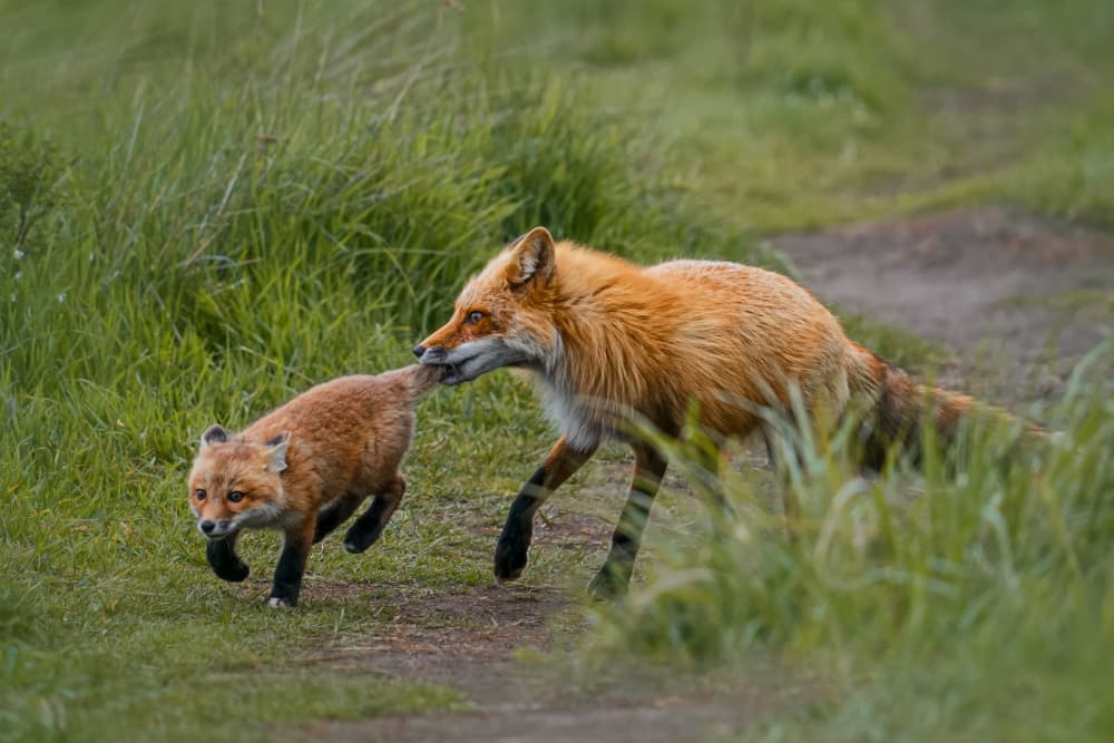 Red Fox and Kit by Lydia Jacobs — canvas wall art