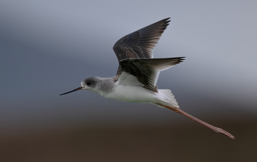 Elegant Stilt Flight by Eldad Levin — canvas wall art