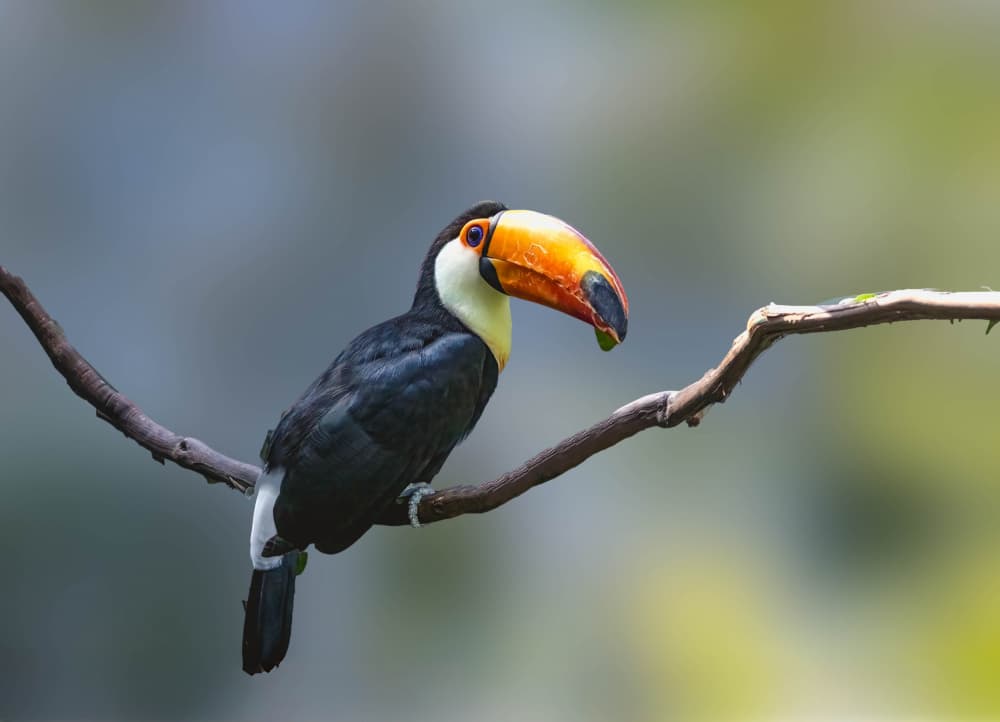 Vibrant Toco Toucan Perch by Songhu Yan — canvas wall art