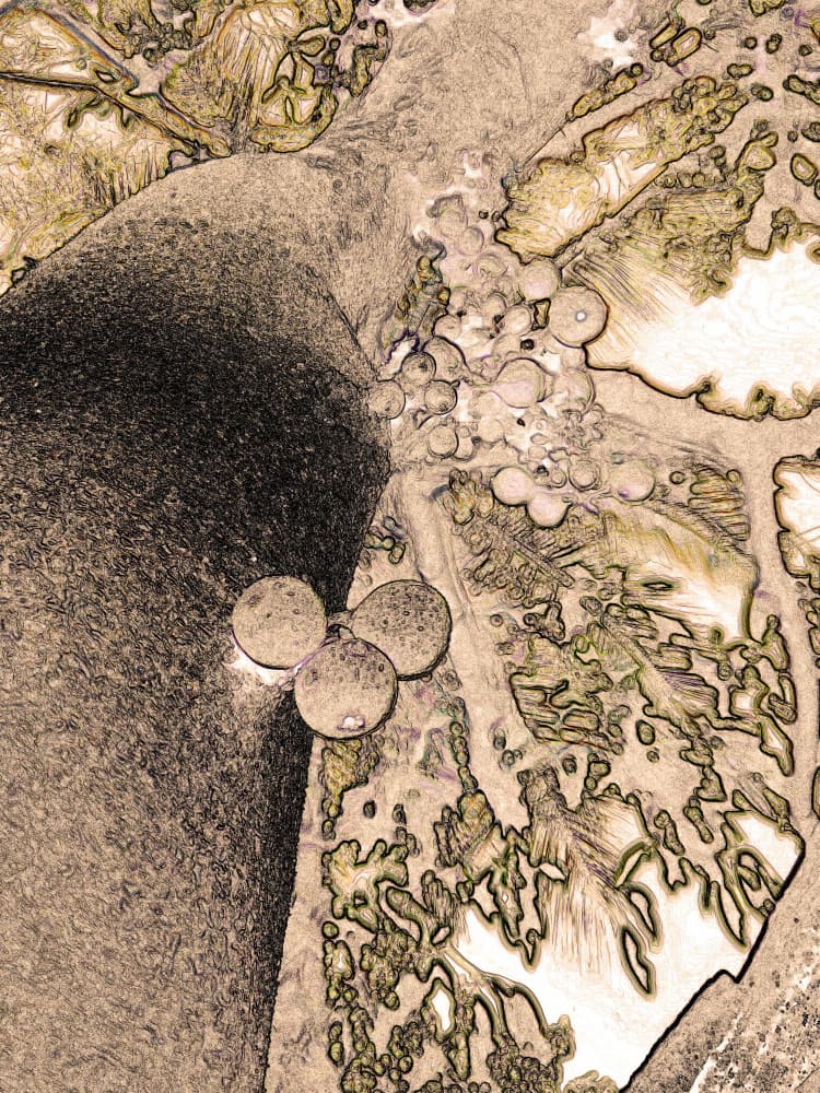 Earthy Berry Sketch by Santhosh ch — canvas wall art