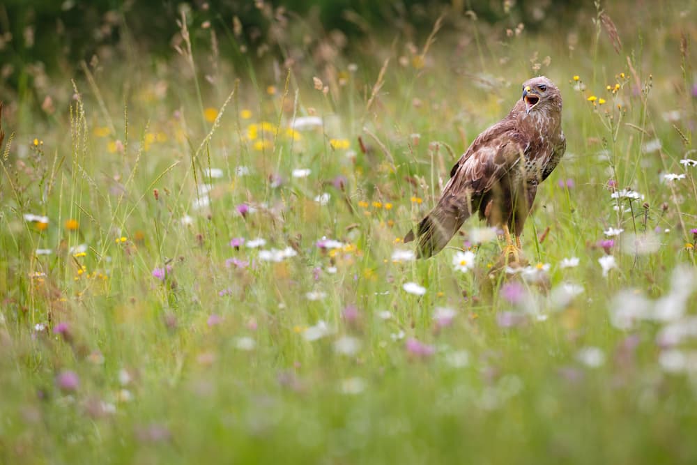 Wild Buzzard Calling by Mario Suárez — canvas wall art