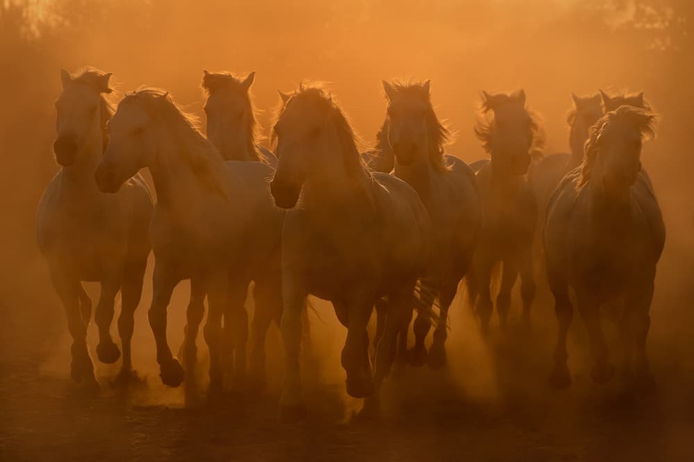 Golden Light Horses by Muriel Vekemans — canvas wall art