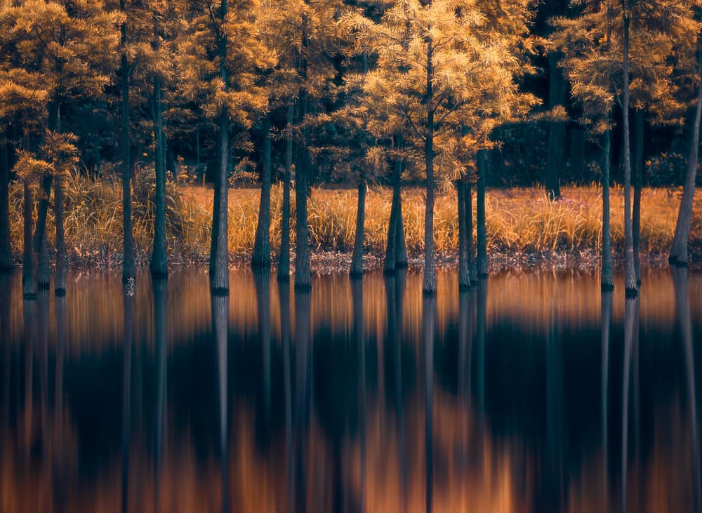 Golden Autumn Reflections by Majid Behzad — canvas wall art