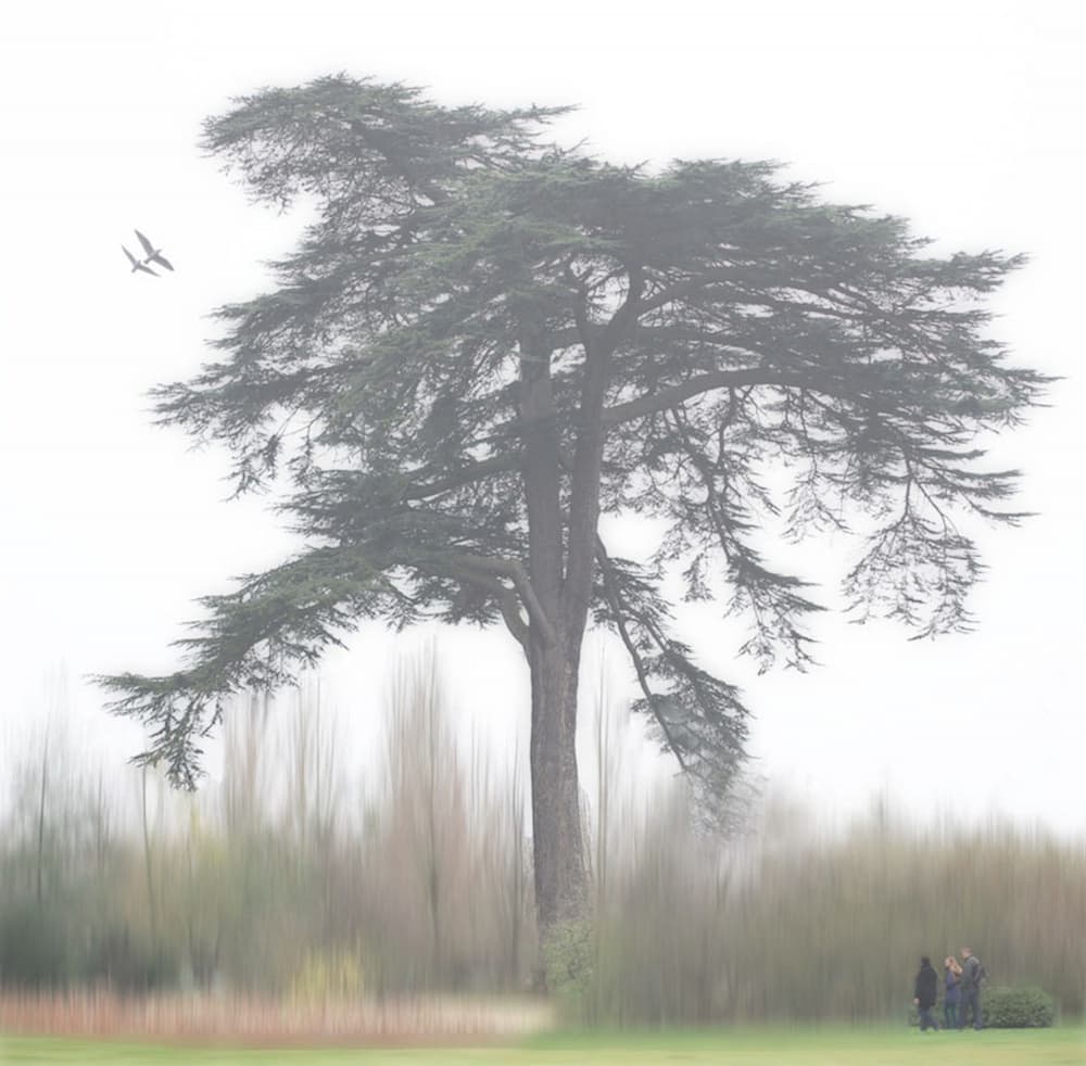 Ethereal Park Tree by Anna Cseresnjes — canvas wall art
