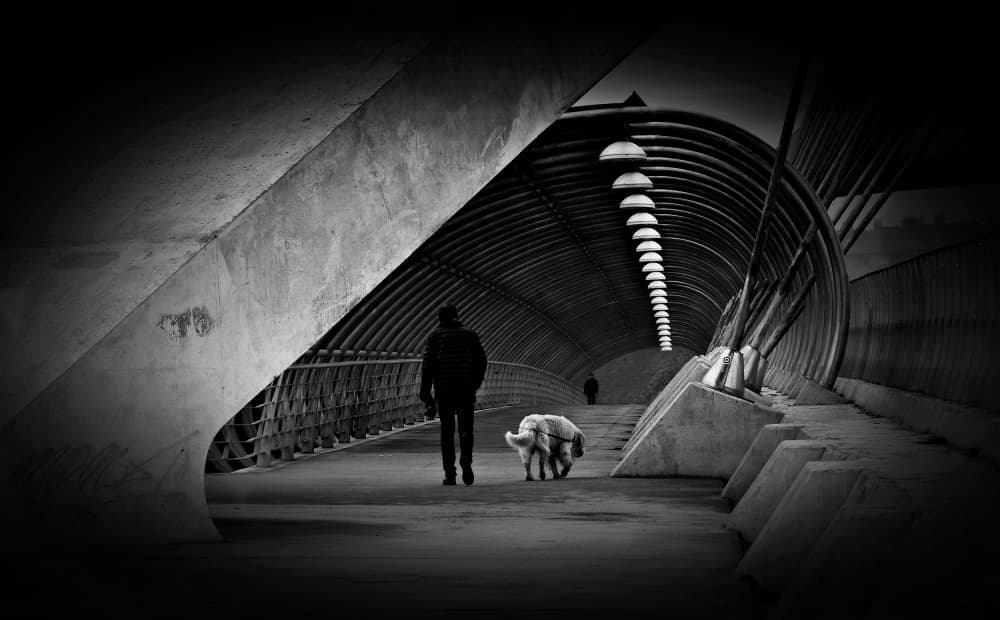 Solitary Man Dog Walk by Ezequiel59 — canvas wall art