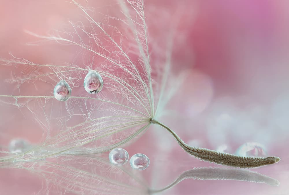Dandelion Dew Drops by Rina Barbieri — canvas wall art