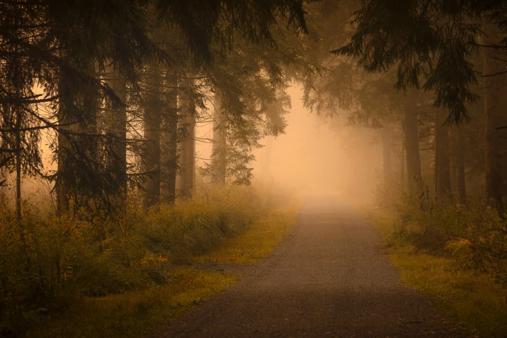 Misty Golden Forest by Norbert Maier — canvas wall art