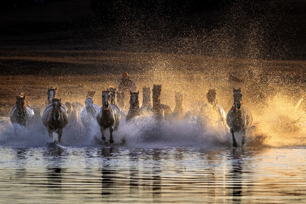 Golden Hour Gallop by Sally Widjaja — canvas wall art