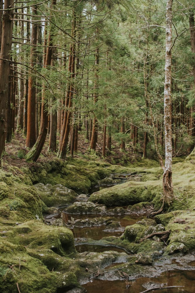 Mossy Forest Stream by Claudia Casal — canvas wall art