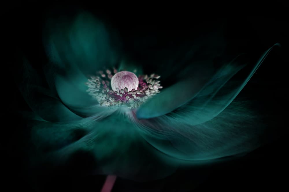 Mysterious Teal Flower by Jacky Parker — canvas wall art
