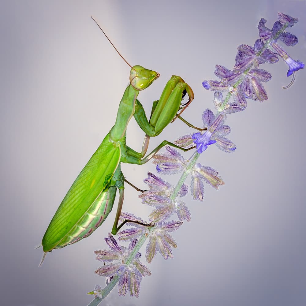 Mantis On Purple Flower by Benton Murphy — canvas wall art