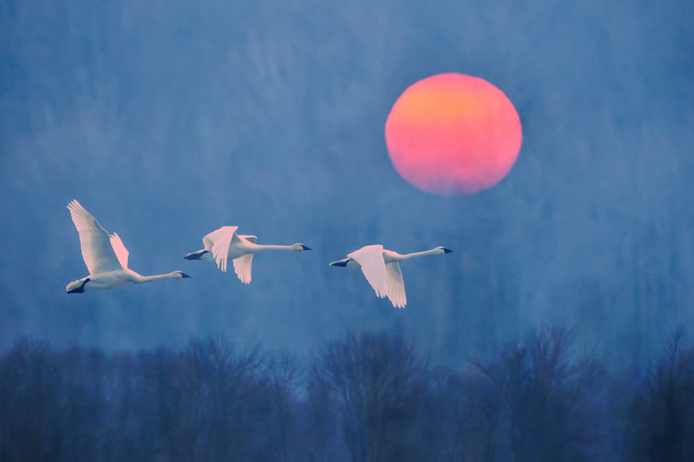 Swans Soaring Red Sun by Rob Li — canvas wall art