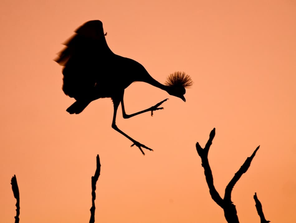 Crowned Crane Sunset Landing by WildPhotoArt — canvas wall art