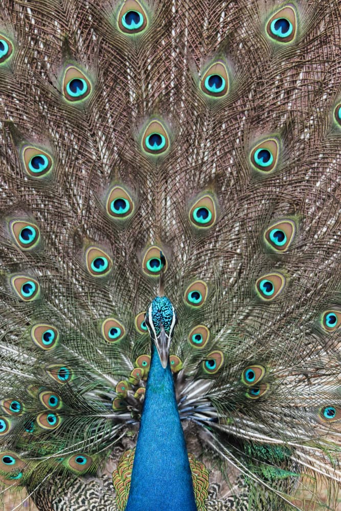 Vibrant Peacock Display by Photolovers — canvas wall art