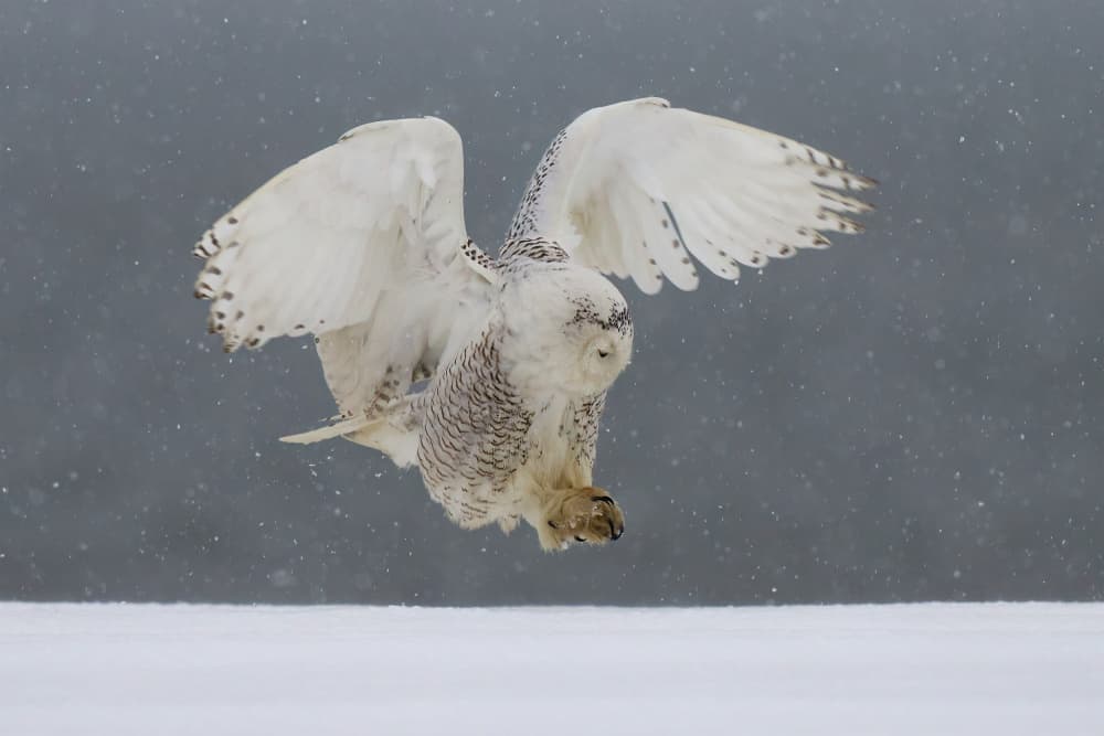Snowy Owl in Flight by Johnny Chen — canvas wall art