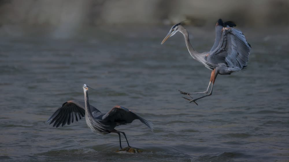 Great Blue Herons Landing by Sheila Xu — canvas wall art