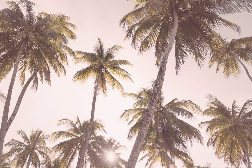 Blush Palm Trees by Kathrin Pienaar — canvas wall art