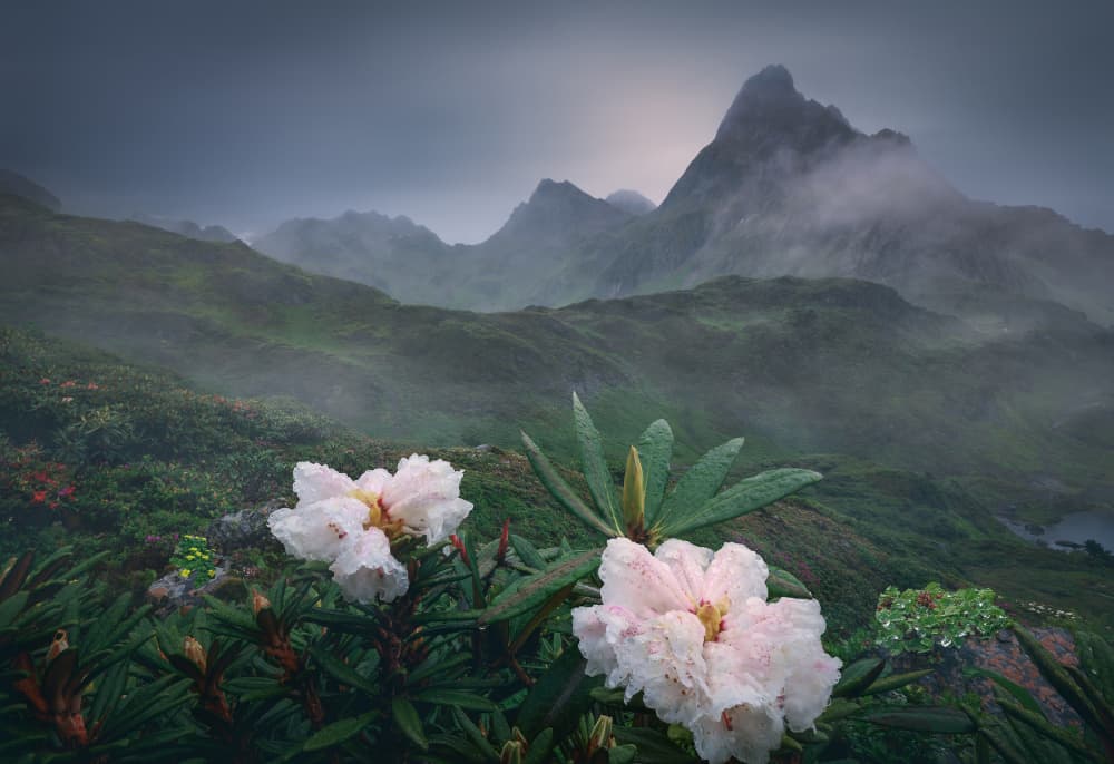 Misty Mountain Blooms by YANGYING — canvas wall art